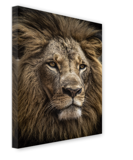 Big_ex627_majestic_lion_60x80_s