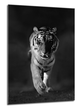 Middle_70x100-tiger-gl100-01