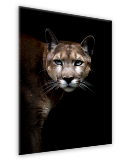 Middle_ex284_cougar_70x100_s