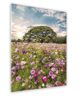 Middle_gl368_meadow_50x70_s